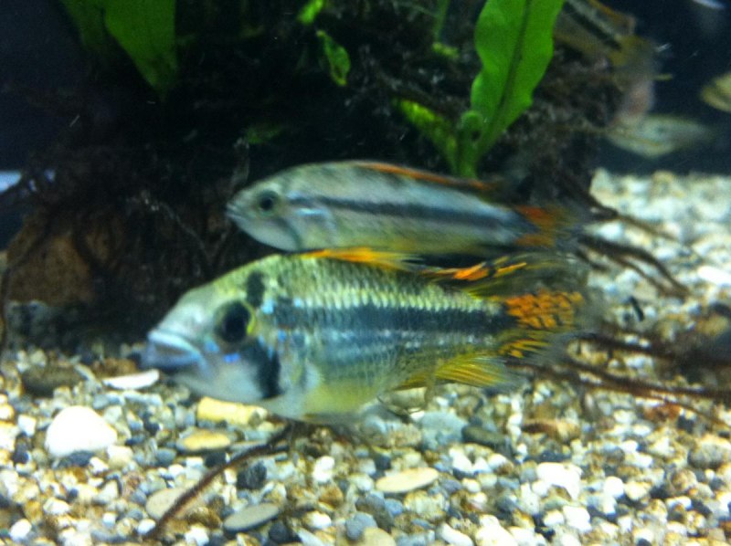 Cirrhilabrus filamentosus