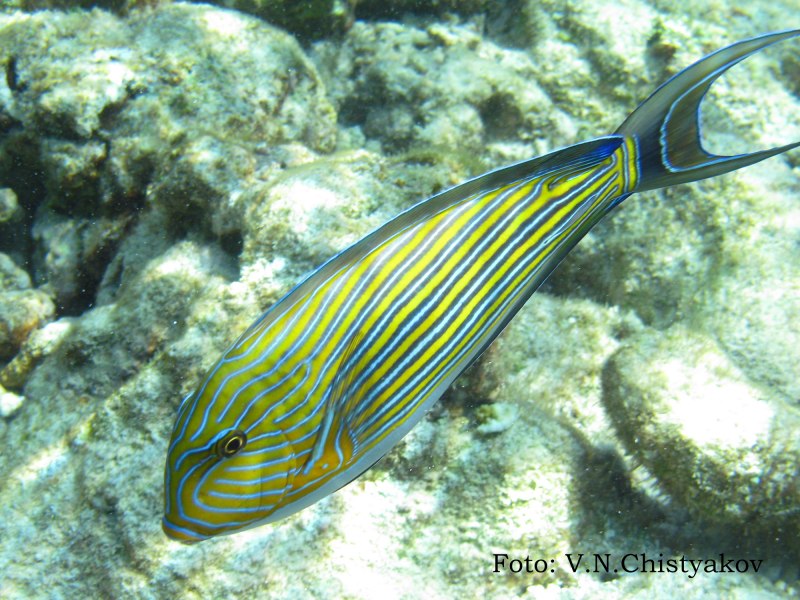 Acanthurus lineatus