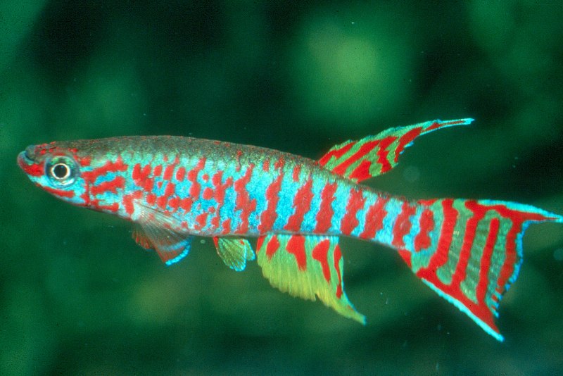 Щука Esox Lucius