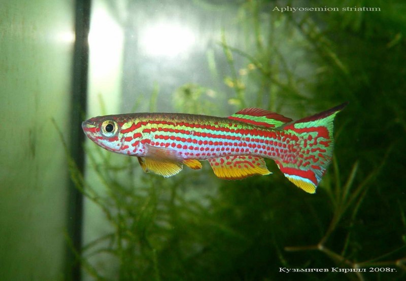 Rhinogobius candidianus