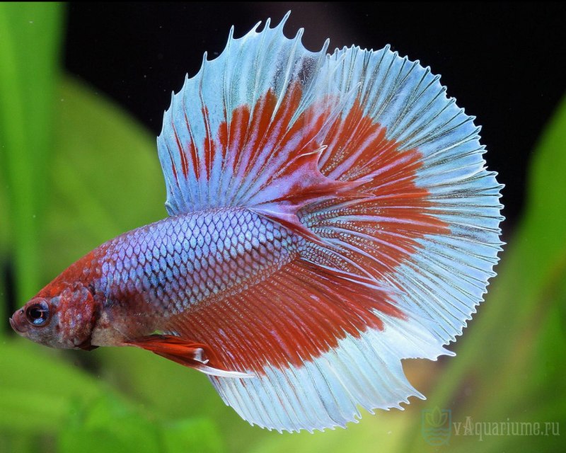 Acyrtops