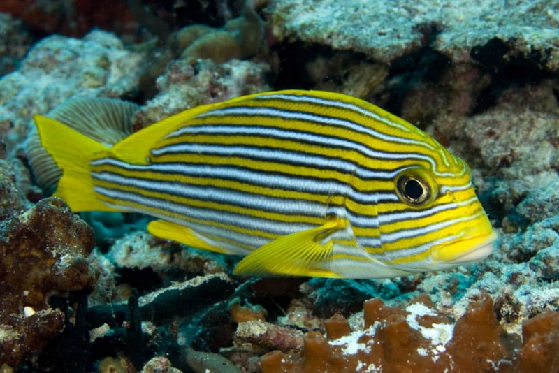 Acanthurus lineatus