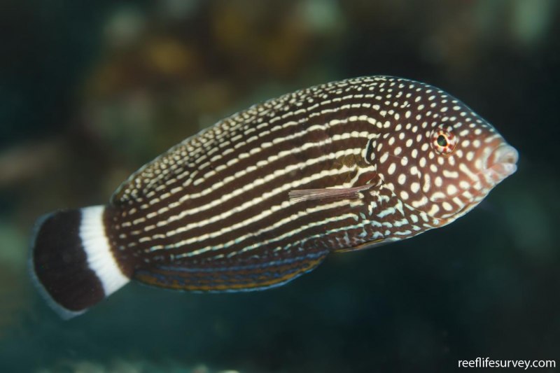 Labracinus lineatus