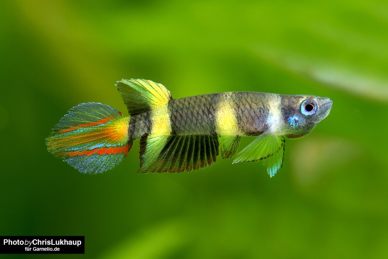 Pseudocheilinus evanidus