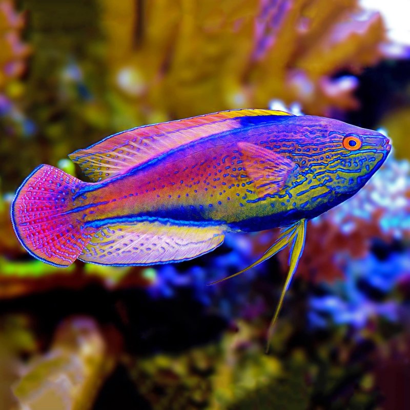 Plectorhinchus lineatus