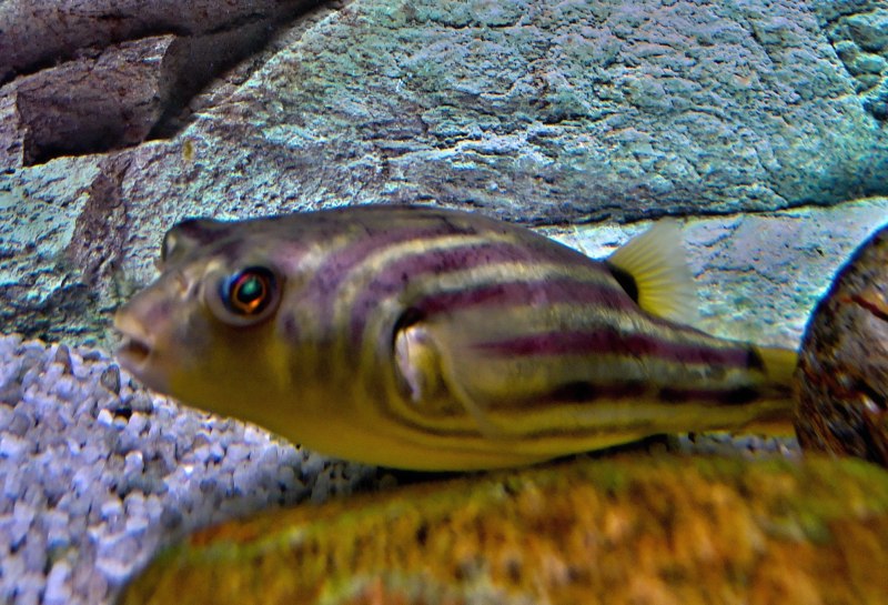 Хирург полосатый Acanthurus lineatus