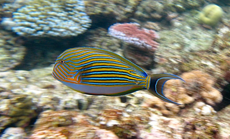 Neophilaenus lineatus
