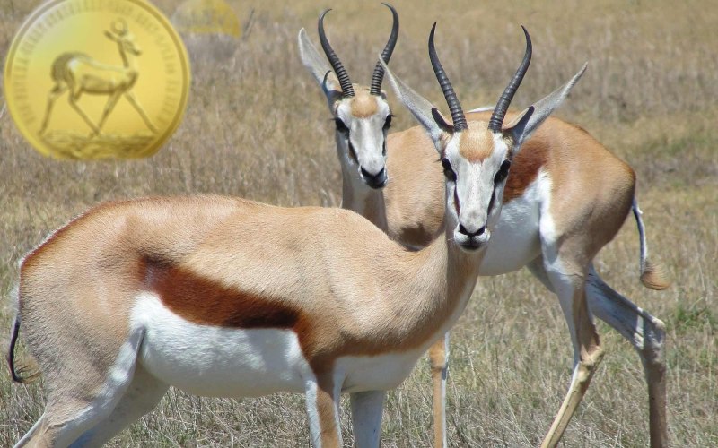 Вилорог Antilocapra Americana sonoriensis