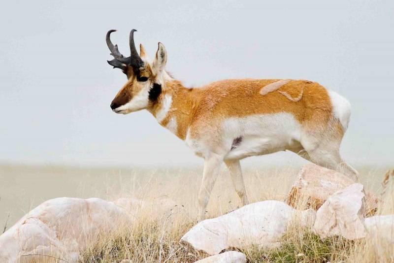 Вилорог (Antilocapra Americana) -