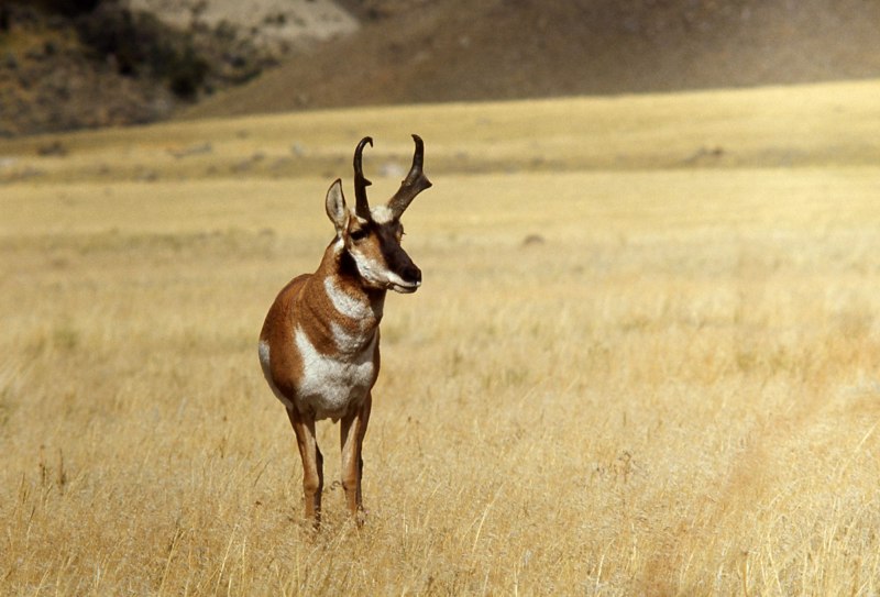 Орегон Pronghorn