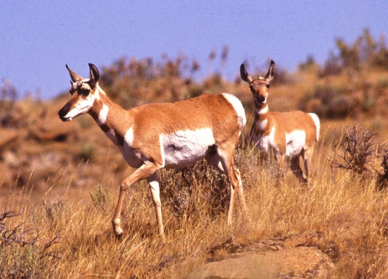 Northern Pronghorn Antelope