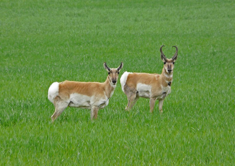Antilocapra Americana