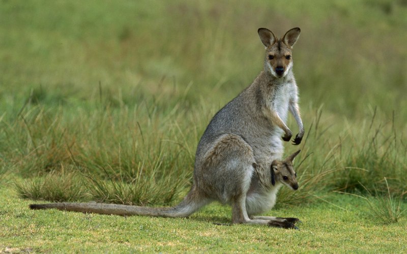 Сумчатый кенгуру (44 фото)