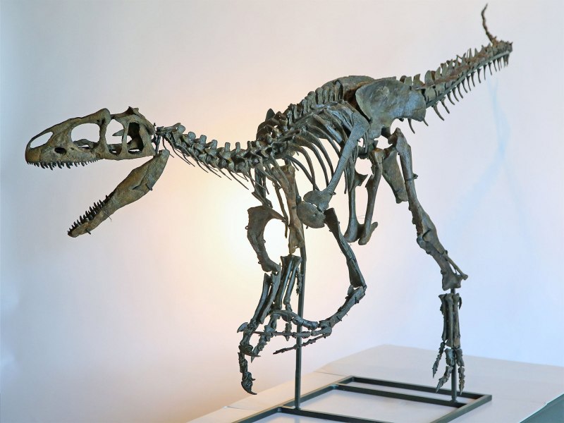 Фигурка Schleich динозавр Аллозавр 14580