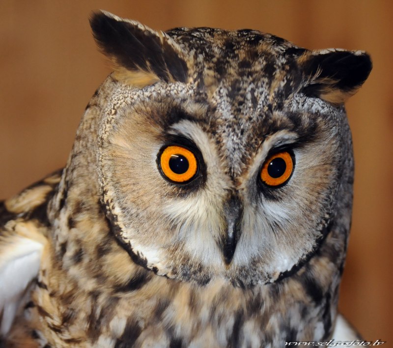 Aegolius acadicus