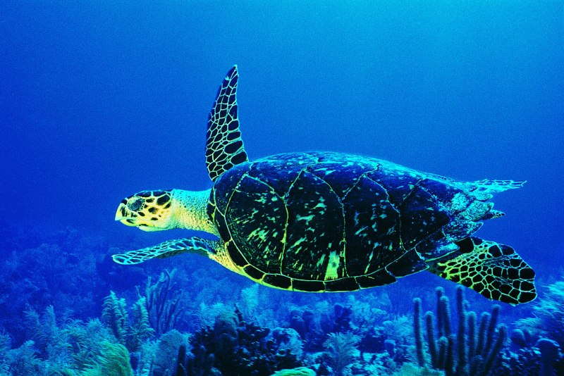Синяя морская черепаха