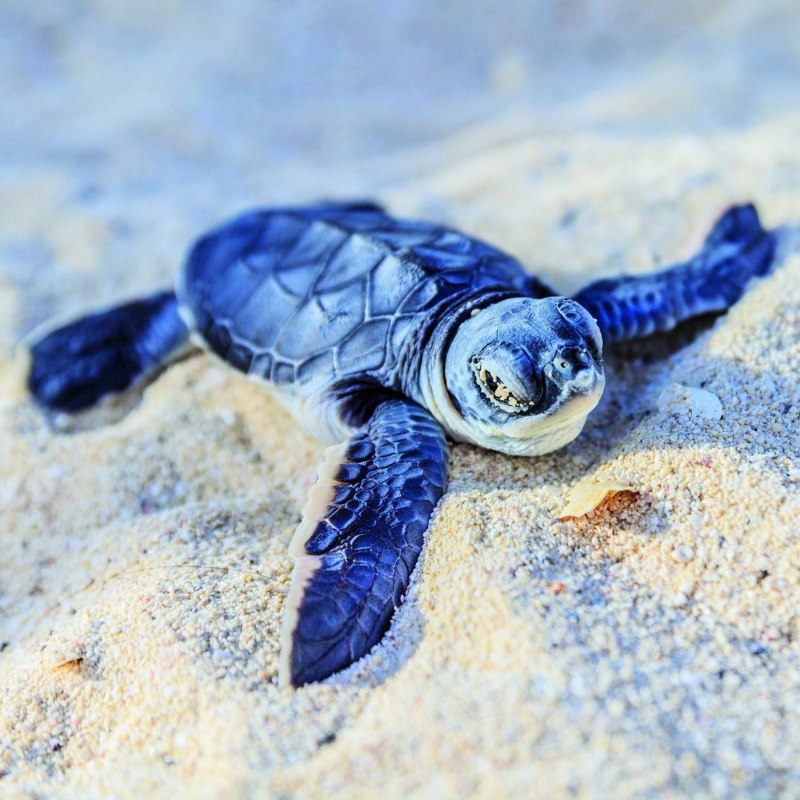 Голубая черепаха (50 фото)