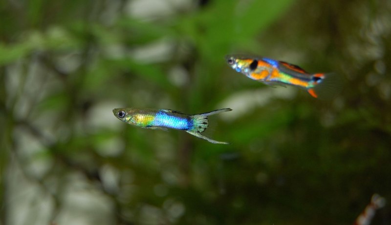 Гуппи Poecilia reticulata