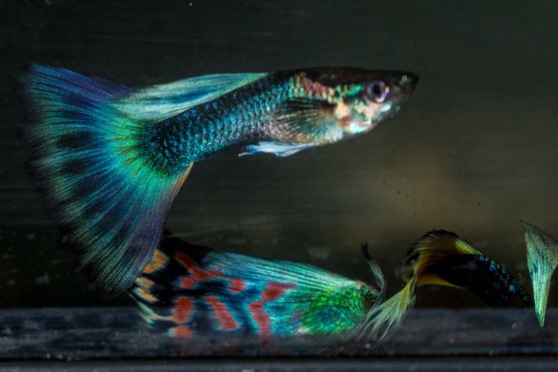 Гуппи Poecilia reticulata