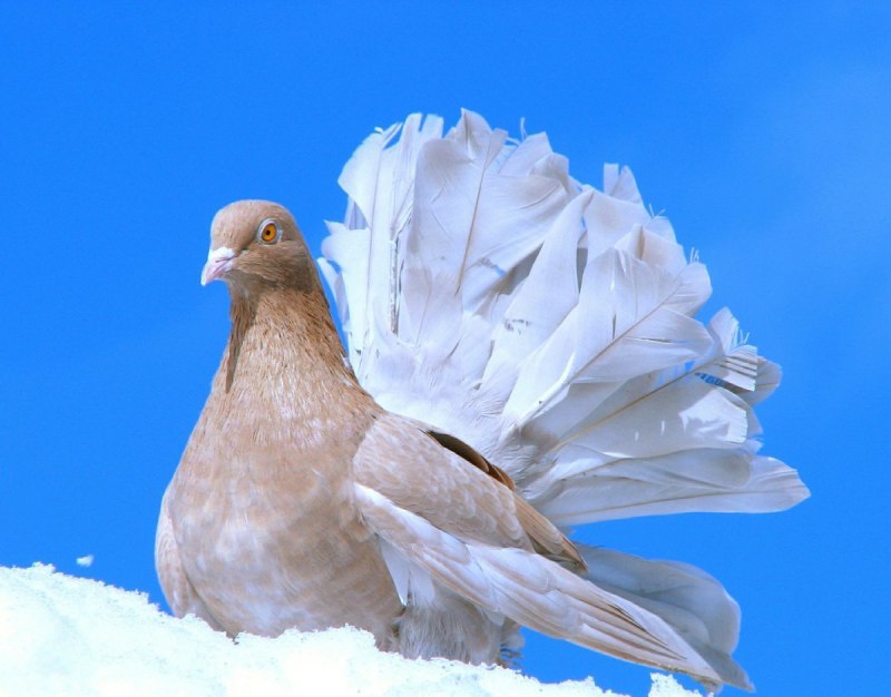 Macropygia amboinensis