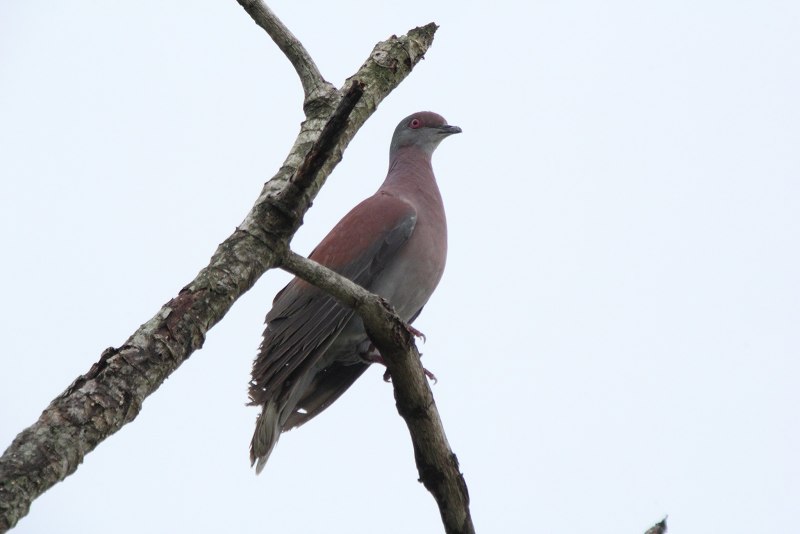 Columba Livia