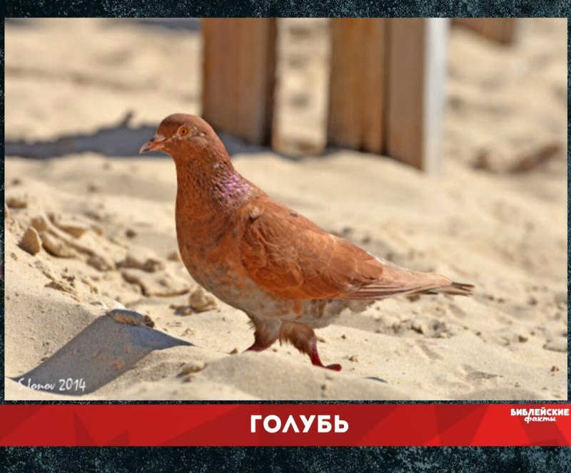 Бородавчатые голуби