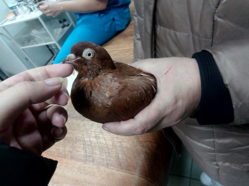Лузонская Горлица