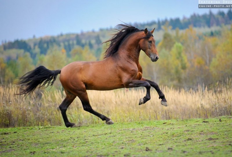 Кливлендская гнедая