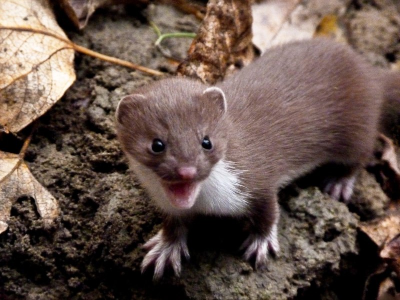 Горностай (Mustela erminea)