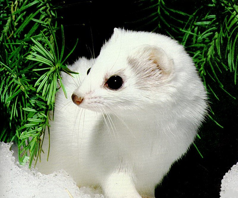 Ласка (Mustela nivalis)