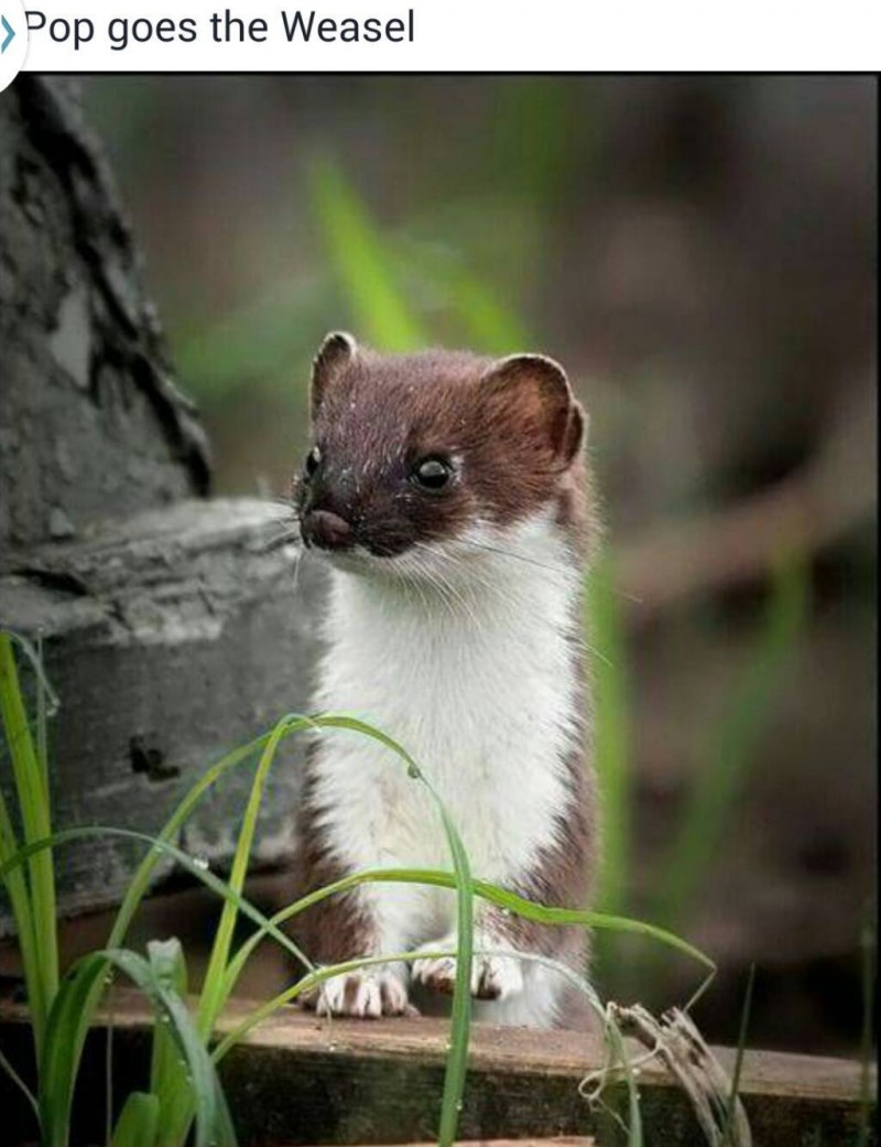 Американская норка (Mustela Vison)