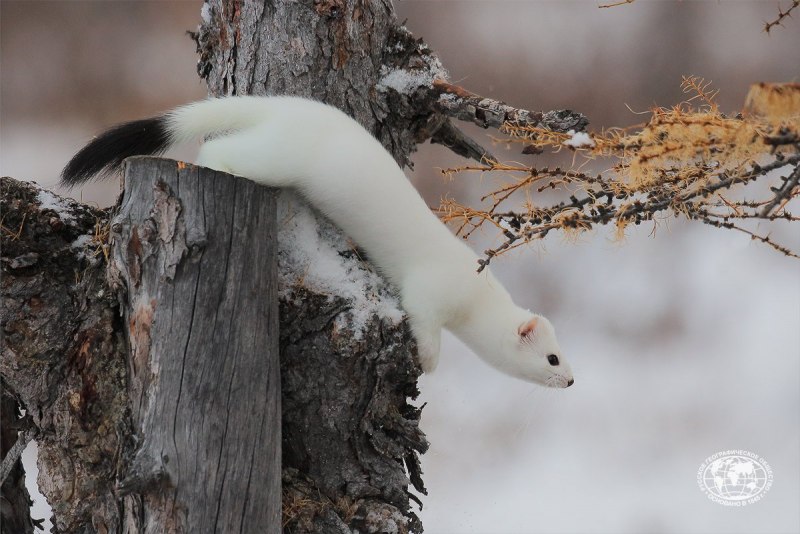 Ласка Mustela nivalis Linnaeus, 1766