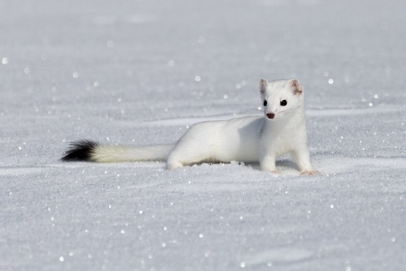 Горностай (Mustela erminea)