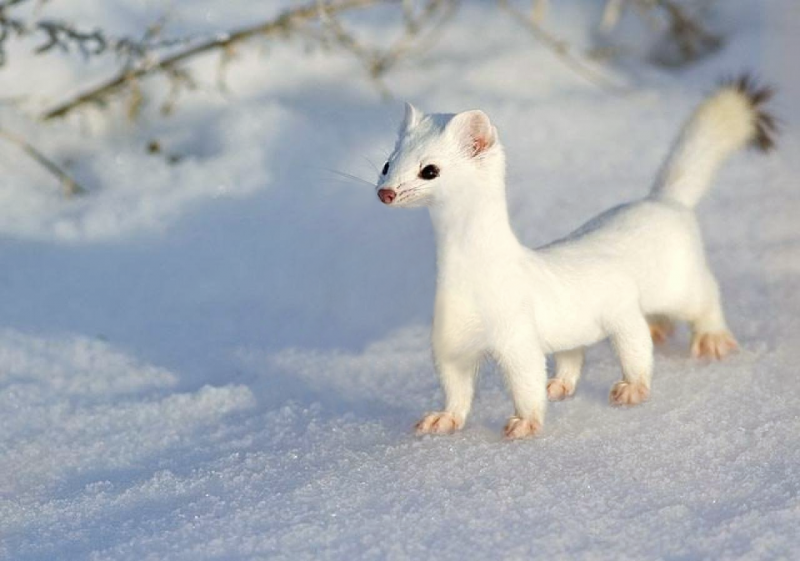Ласка Mustela nivalis Linnaeus, 1766