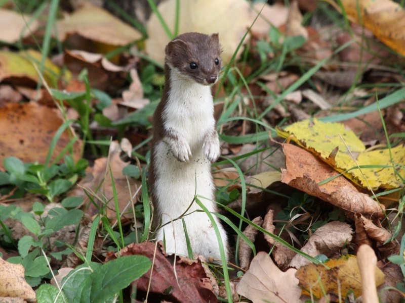 Ласка (Mustela nivalis)