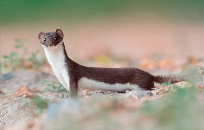 Ласка обыкновенная (Mustela nivalis)