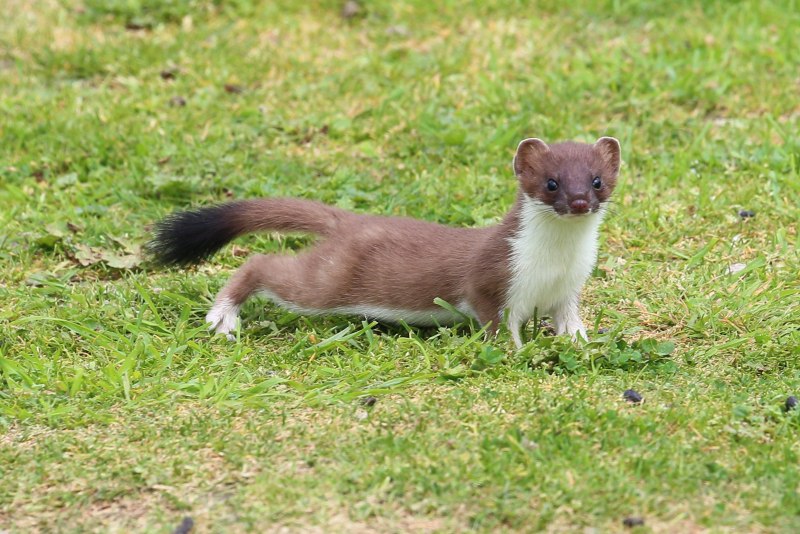Ласка обыкновенная (Mustela nivalis)
