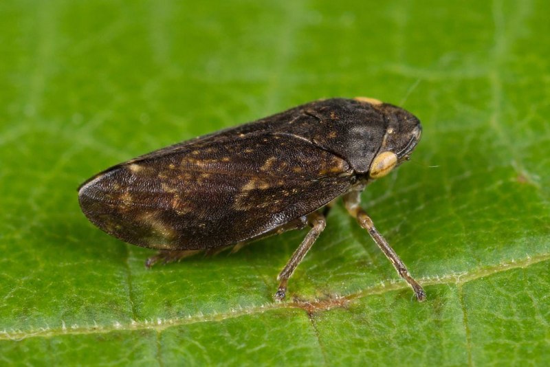 Пенницы Aphrophoridae