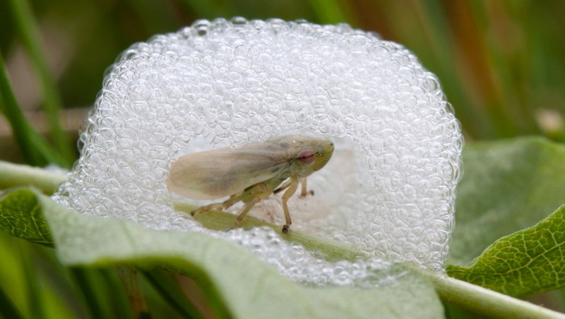 Issus coleoptratus шестеренки
