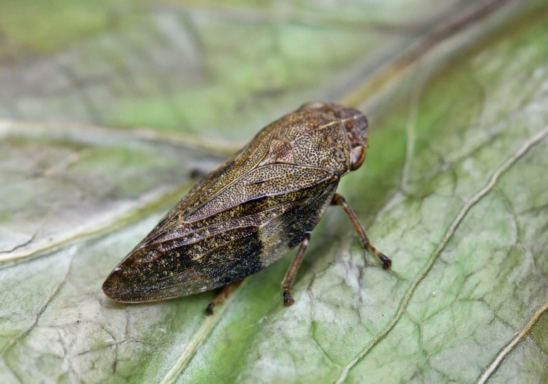 Пенницы Aphrophoridae