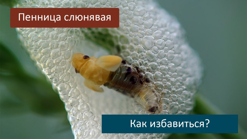Вредитель слюнявка пенница