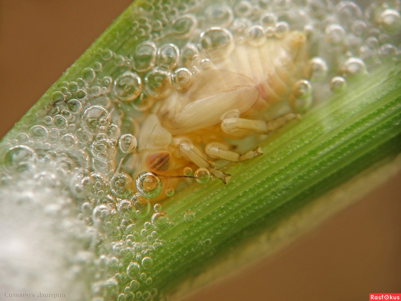 Lepyronia coleoptrata