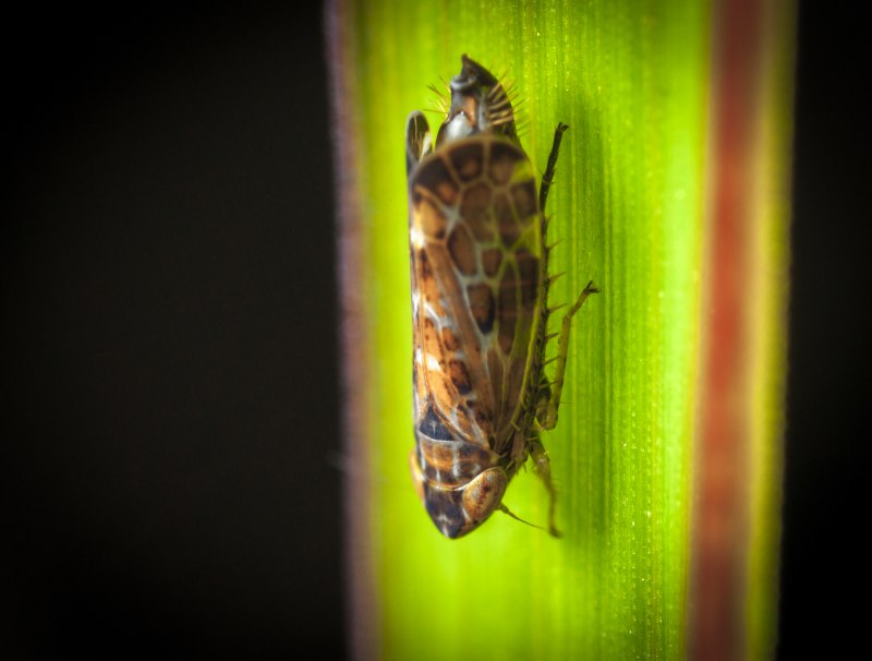 Полосатая цикадка Psammotettix striatus (l.)