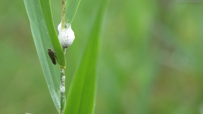 Philaenus spumarius