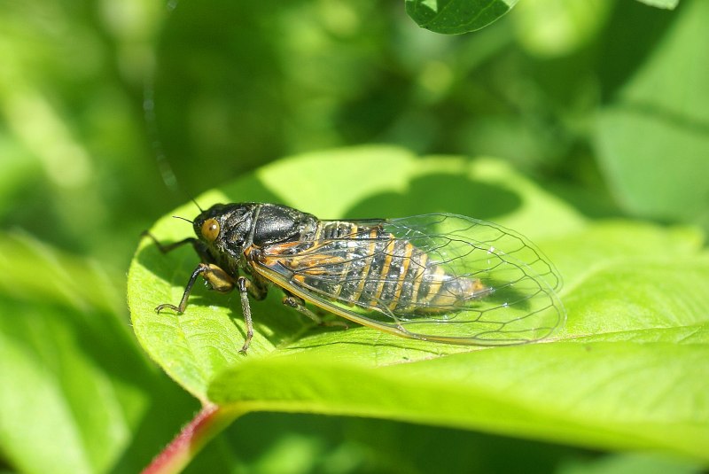 Aphrophoridae