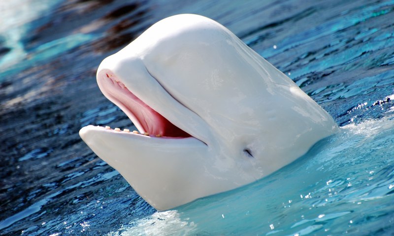 Белый полярный кит (71 фото)