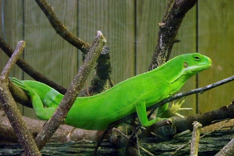 Brachylophus fasciatus