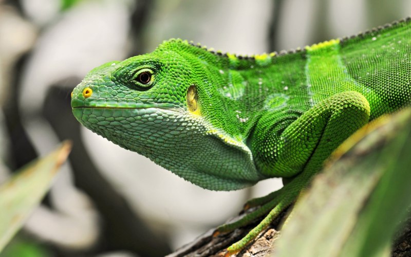 Brachylophus Vitiensis