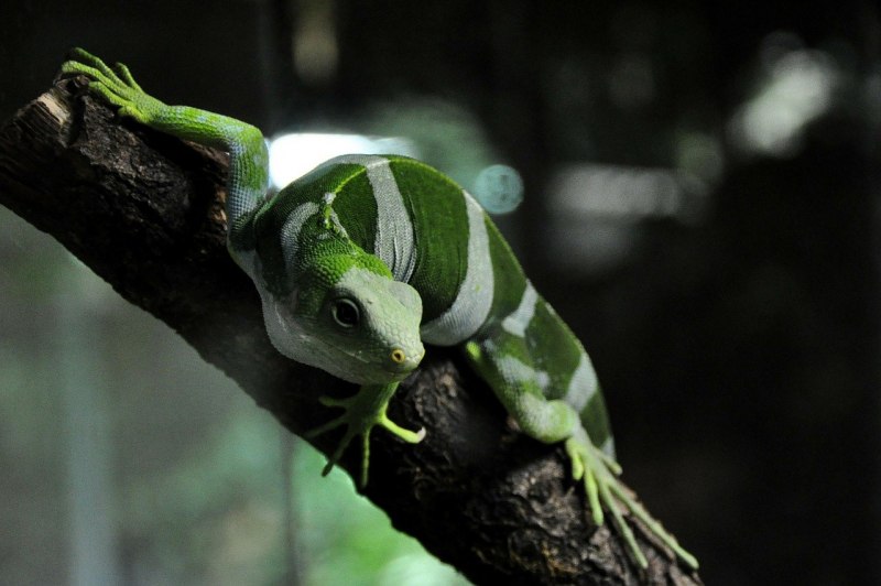 Brachylophus fasciatus