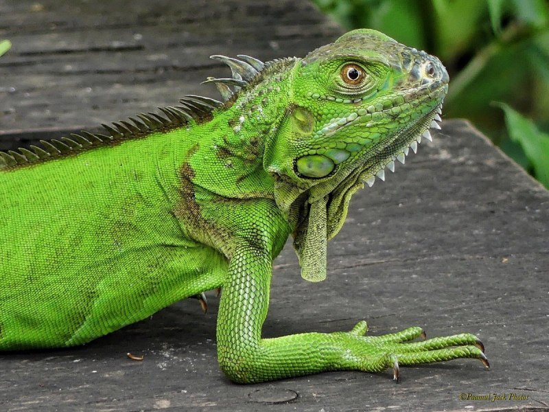Brachylophus fasciatus